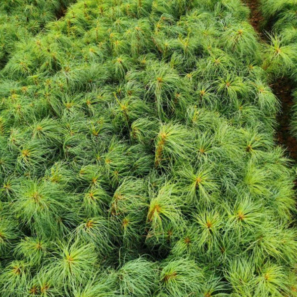 Pinus armandii Franch seeds/Pinus armandi seeds 1kg