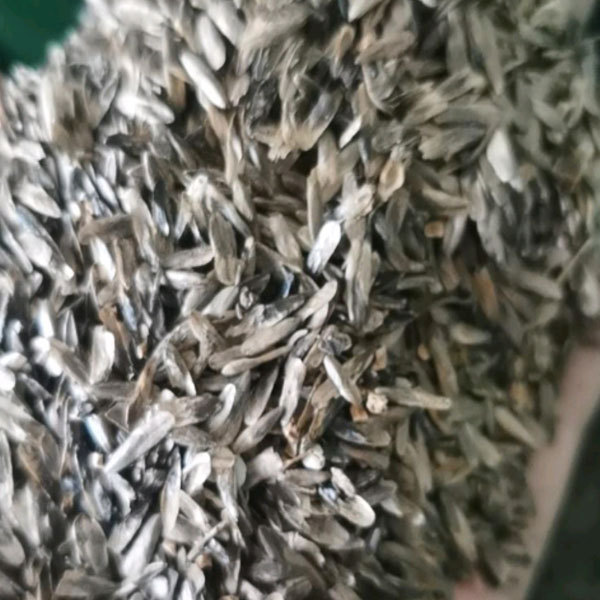 Chinese sweet gum seeds/Liquidambar formosana seeds 1kg