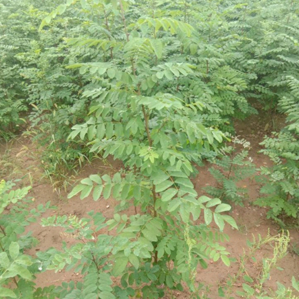 Robinia pseudoacacia seeds/Robinia seeds 1kg