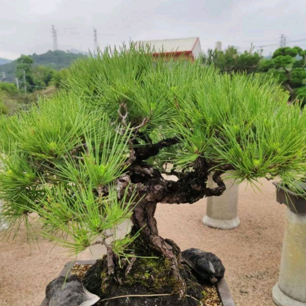 black pine seeds/pinus thunbergii seeds 1kg
