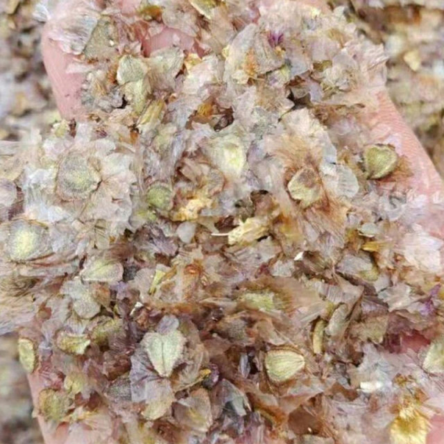 Jacaranda mimosifolia seeds/blue Jacaranda seeds 1kg