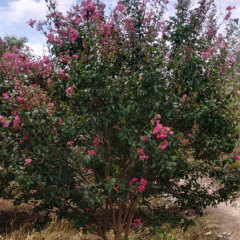 Lagerstroemia indica/crape myrtle seeds 1kg