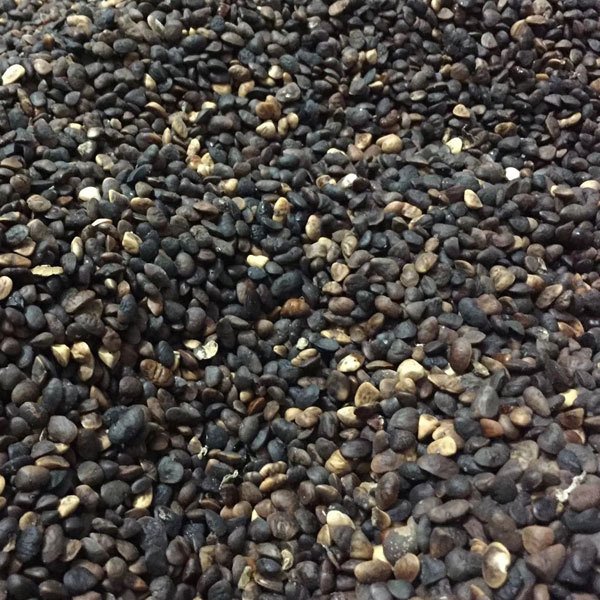 Michelia macclurei seeds 1kg