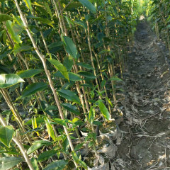 Aquilaria sinensis/Agarwood seeds 1kg