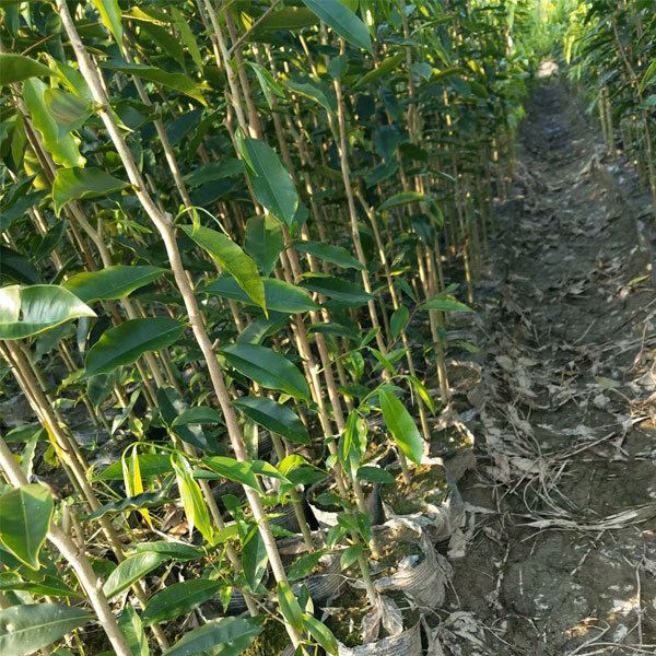 Aquilaria sinensis/Agarwood seeds 1kg