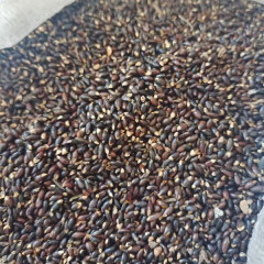 Distylium racemosum seeds/Distylium myricoides seeds 1kg