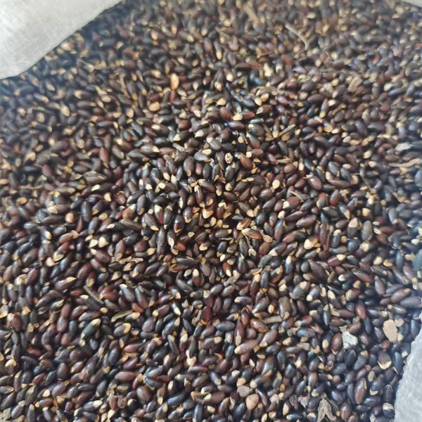 Distylium racemosum seeds/Distylium myricoides seeds 1kg