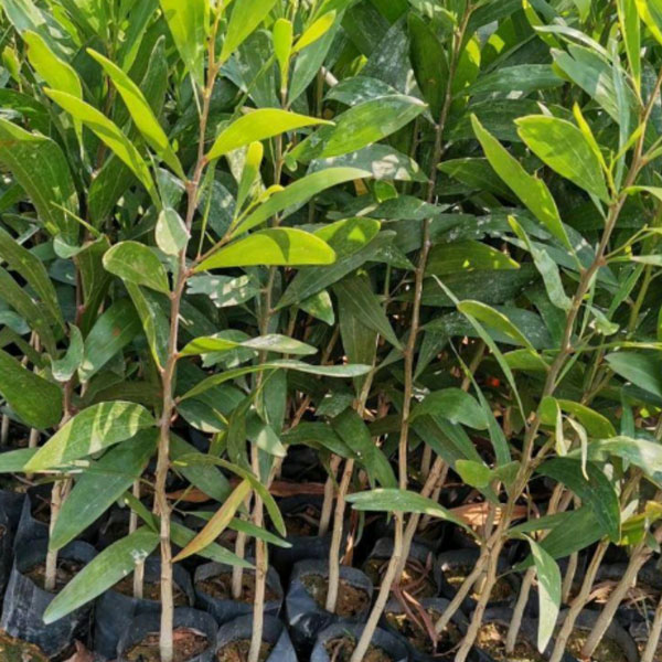 Acacia confusa seeds