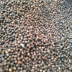 Cinnamomum parthenoxylon seeds/Camphor tree seeds 1kg