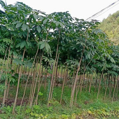 Aesculus chinensis/Horse Chestnut/Buckeyes seeds 1kg