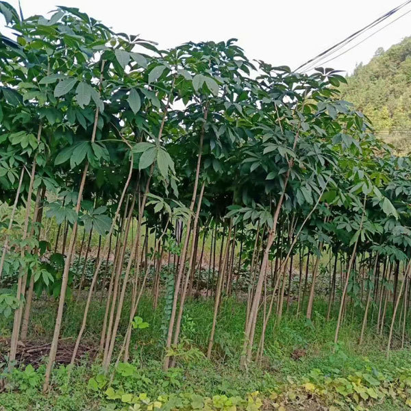 Aesculus chinensis/Horse Chestnut/Buckeyes seeds 1kg