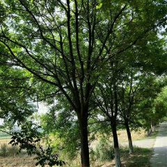 Sophora japonica/Chinese scholar tree seeds 1kg