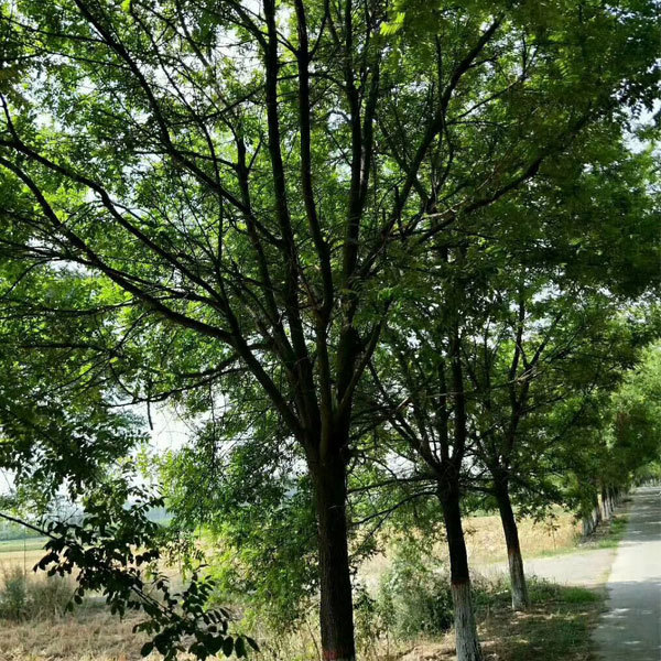 Sophora japonica/Chinese scholar tree seeds 1kg