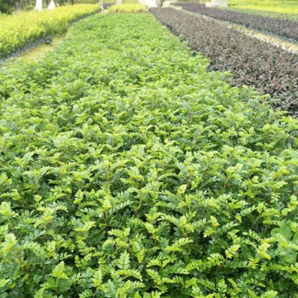 Pistacia weinmannifolia/yunnan pistache seeds 1kg