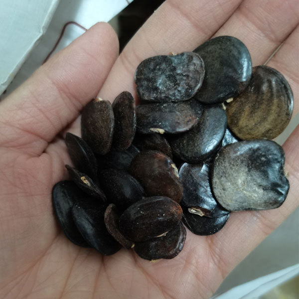 Wisteria seeds/Wisteria sinensis seeds 1kg