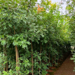 Pistacia weinmannifolia/yunnan pistache seeds 1kg