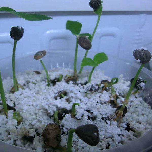 Michelia chapensis/Mchapensis seeds 1kg