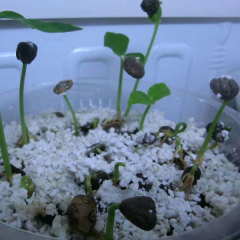 Michelia chapensis/Mchapensis seeds 1kg
