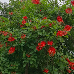 Erythrina crista-galli seeds