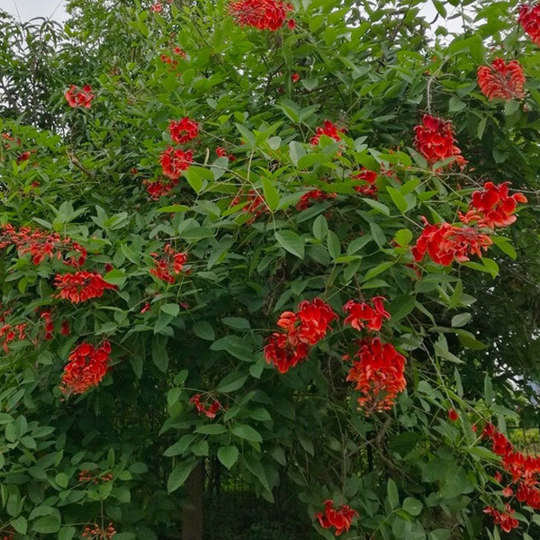 Erythrina crista-galli seeds