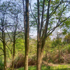 Eucommia ulmoides/Eucommia seeds 1kg