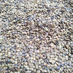 Cercis chinensis/Chinese redbud seeds 1kg