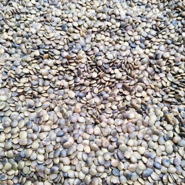 Cercis chinensis/Chinese redbud seeds 1kg