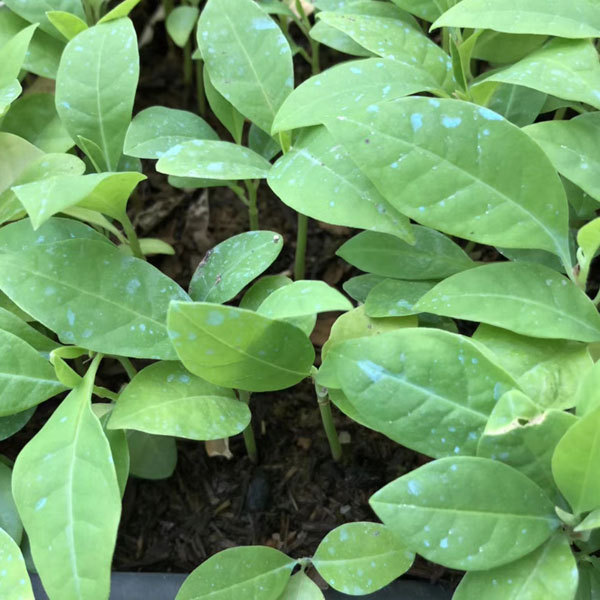 Michelia champaca seeds 1kg