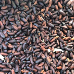 Chimonanthus praecox seeds/calyx canthus seeds 1kg