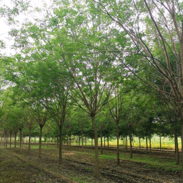 Sophora japonica/Chinese scholar tree seeds 1kg