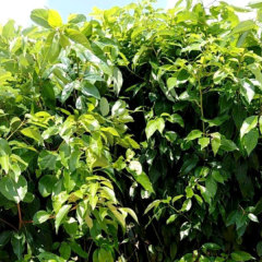 Cinnamomum parthenoxylon seeds/Camphor tree seeds 1kg