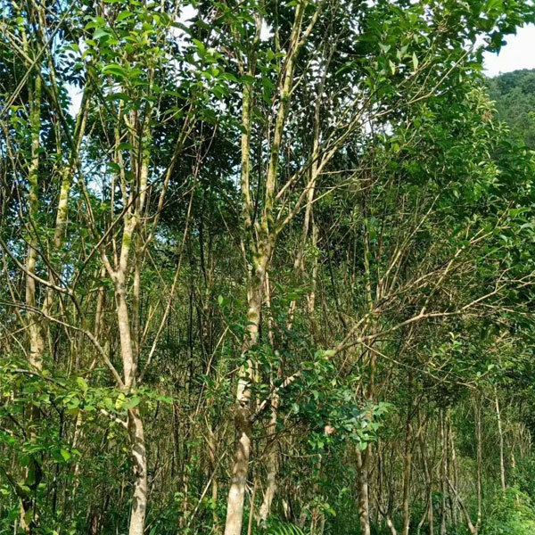 Ligustrum compactum/Ligustrun lucidum seeds 1kg