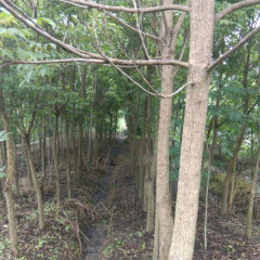 Bischofia polycarpa/Chinese Bishopwood seeds 1kg