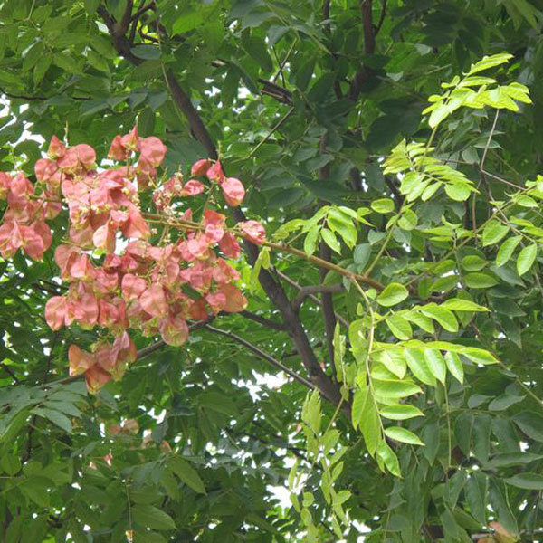 Koelreuteria paniculata seeds/Goldenrain tree seeds 1kg