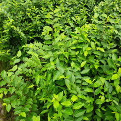 Hackberry seeds/Celtis sinensis seeds