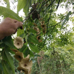 Cyclocarya paliurus seeds/Cylocarya seeds 1kg