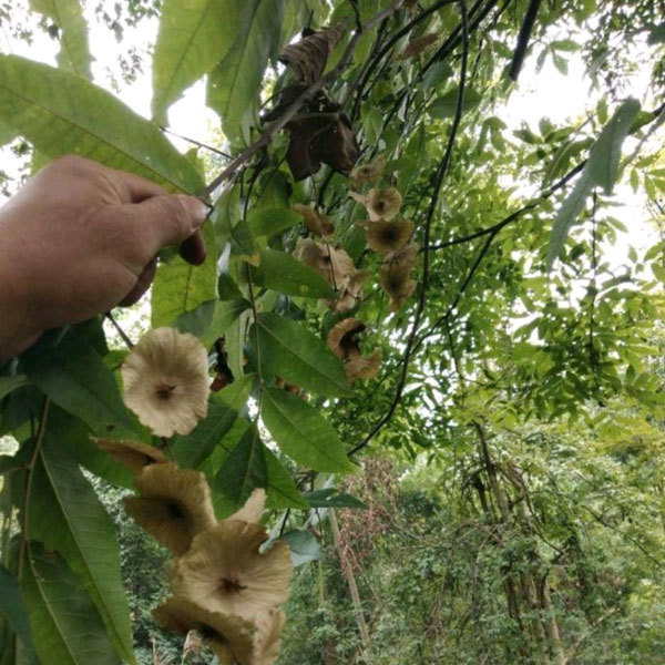 Cyclocarya paliurus seeds/Cylocarya seeds 1kg