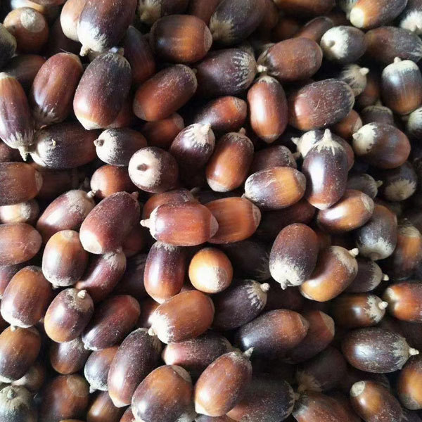 Cyclobalanopsis glauca seeds/Cyclobalanopsis oak seeds 1kg
