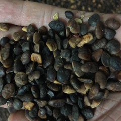 Michelia macclurei seeds 1kg