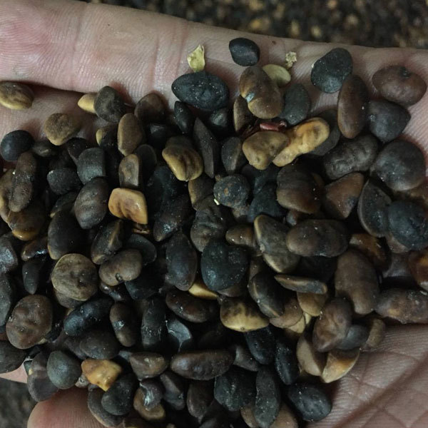 Michelia macclurei seeds 1kg