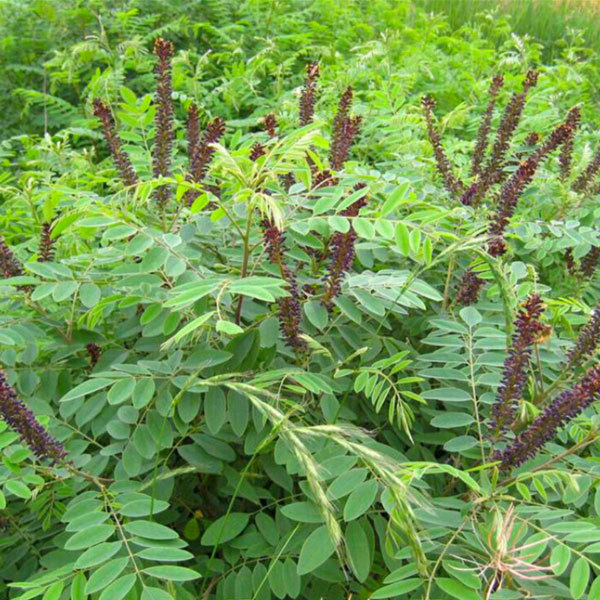 Amorpha fruticosa seeds/False Indigo seeds 1kg