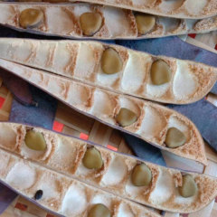 Caesalpinia pulcherrima seeds 1kg