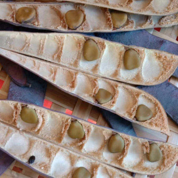 Caesalpinia pulcherrima seeds 1kg