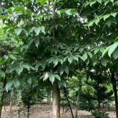 Aesculus chinensis/Horse Chestnut/Buckeyes seeds 1kg