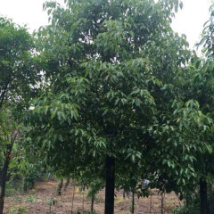 Cinnamomum parthenoxylon seeds/Camphor tree seeds 1kg