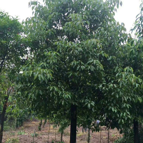 Cinnamomum parthenoxylon seeds/Camphor tree seeds 1kg