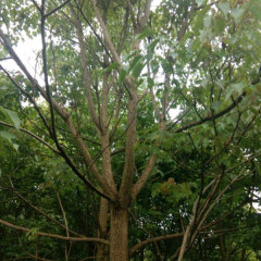 Bischofia polycarpa/Chinese Bishopwood seeds 1kg