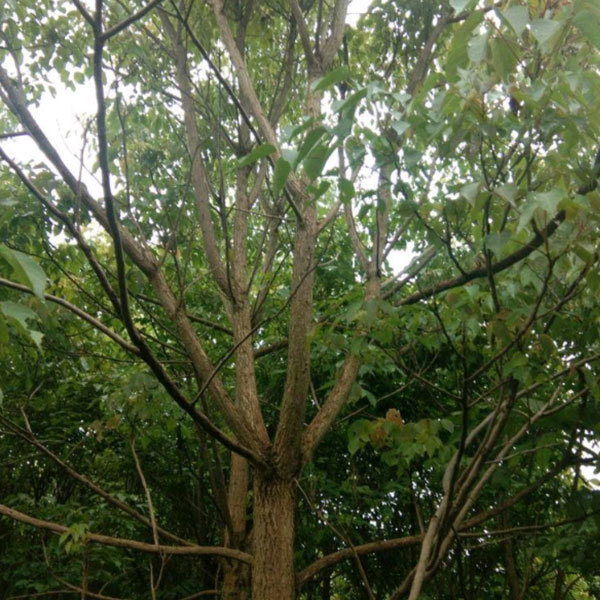 Bischofia polycarpa/Chinese Bishopwood seeds 1kg