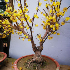 Chimonanthus praecox seeds/calyx canthus seeds 1kg