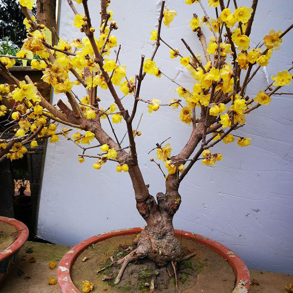 Chimonanthus praecox seeds/calyx canthus seeds 1kg